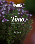 Programma Timo